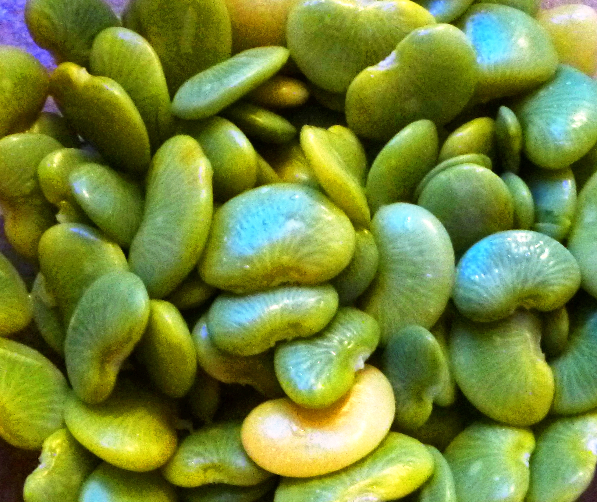 Fresh Lima Beans - FAIR RIDGE FARMS
