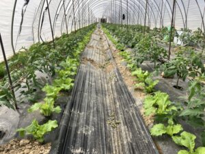 Read more about the article Tokyo Bekana double-cropped with tomatoes